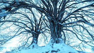 Snowy Blue Trees