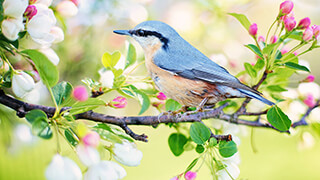 Spring Bird