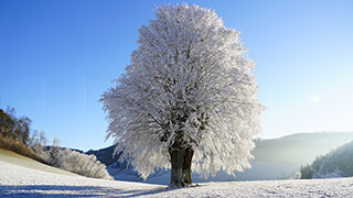 wintry tree 2k wallpaper