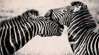 zebras 2k wallpaper