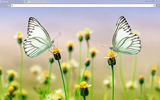 Butterfly Heaven Chrome Theme