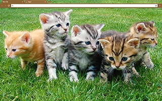 More Kittens Chrome Theme