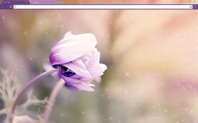 Anemone Flower Theme