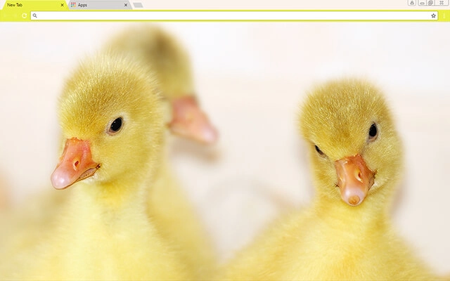 Baby Ducks Theme