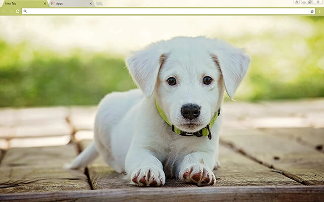 Baby Puppy Theme