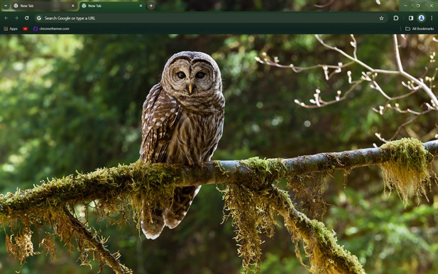 Barred Owl Theme