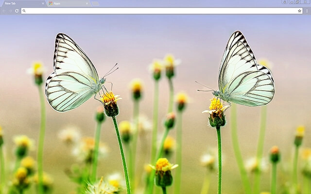 Butterfly Heaven Theme