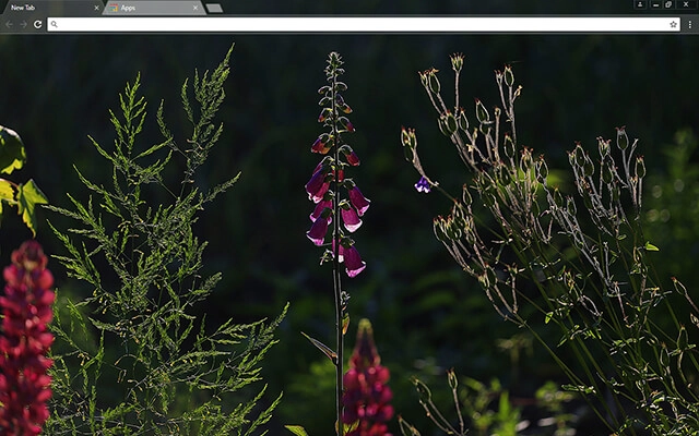 Free Beauty Theme