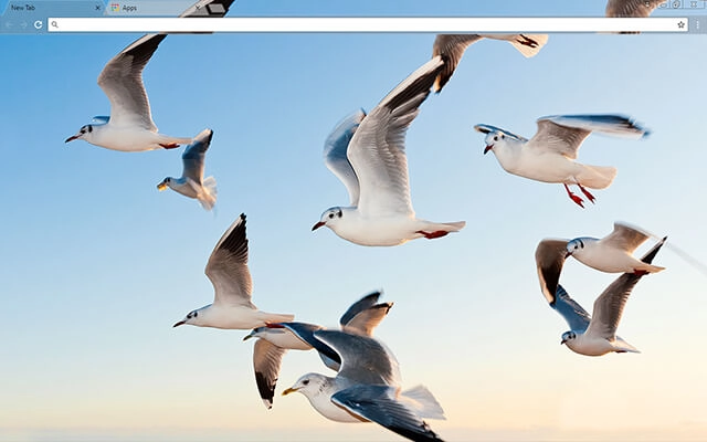 Gulls Theme