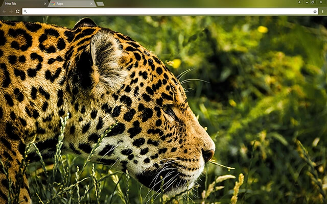 Jaguar Theme