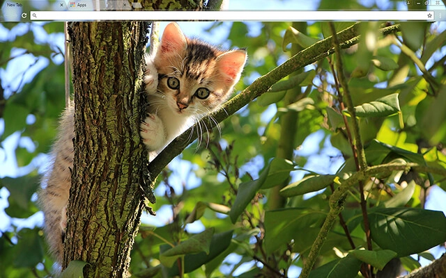 Kitten In A Tree Theme