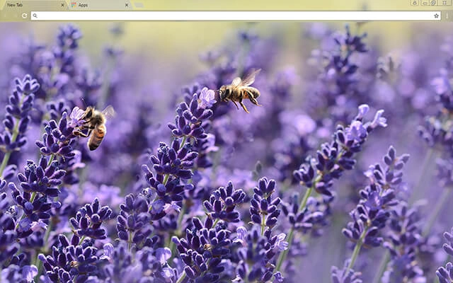 Lavender Blossom Theme