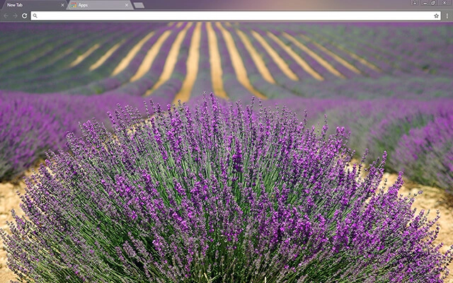 Lavender Theme