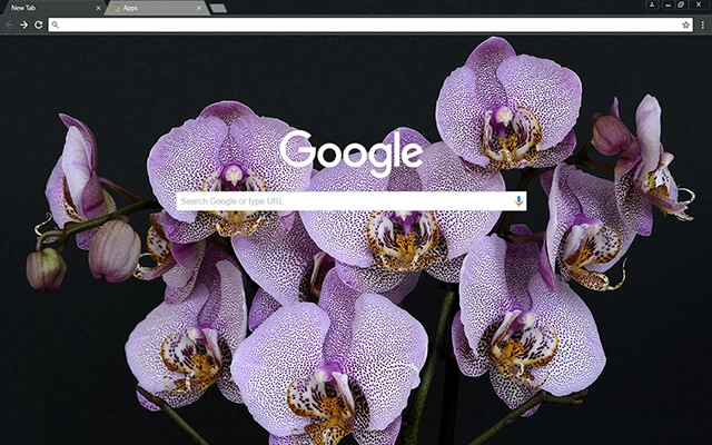 Orchids Chrome theme - Screenshot 2
