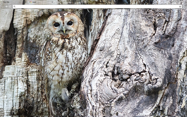 Owl Theme