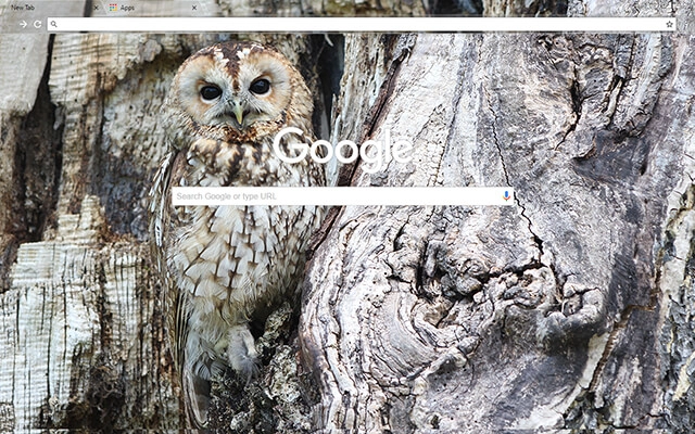 Owl Chrome theme - Screenshot 2