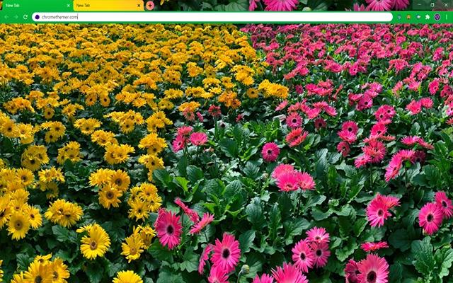 Pink and Yellow Daisy Flowers Theme