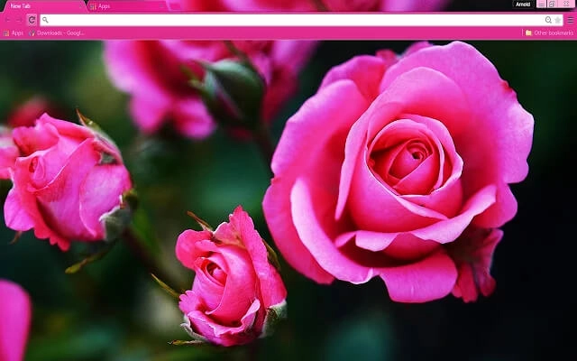 Pink Roses Theme