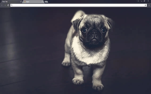 Pug Puppy Theme