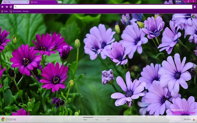 Purple Daisies Theme