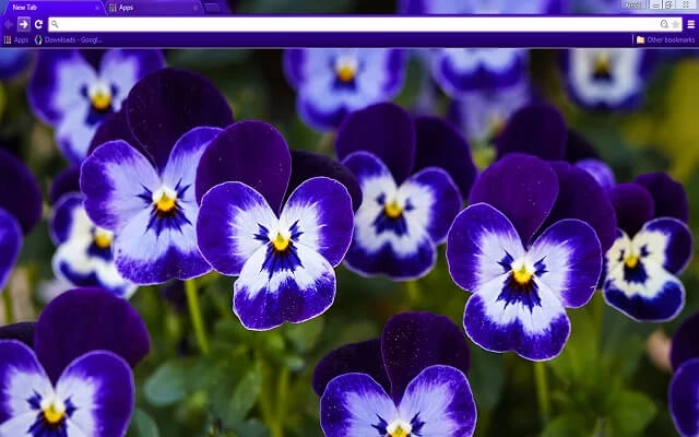 Purple Pansy Theme