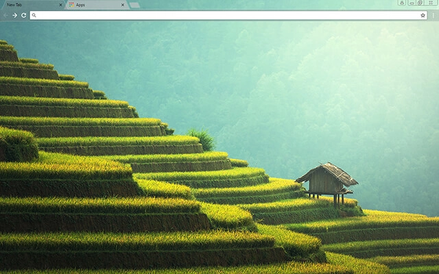 Rice Paddy Theme