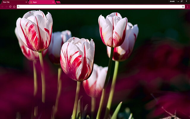 Rose Tulips Theme