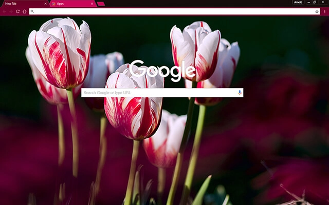 Rose Tulips Chrome theme - Screenshot 2