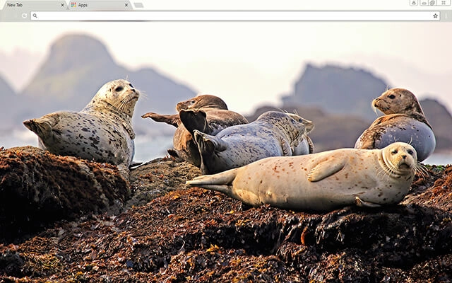 Seals Theme