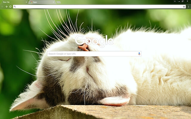 Sleeping Kitten Chrome theme - Screenshot 2