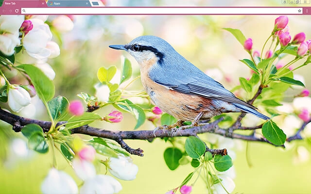 Spring Bird Theme