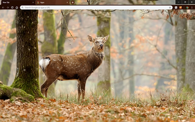Whitetail Deer Theme
