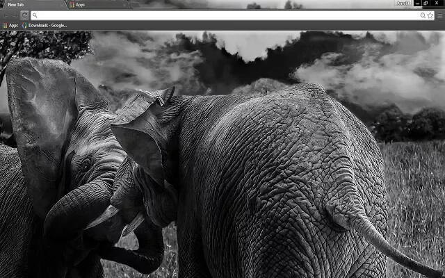 Wild Elephants Theme