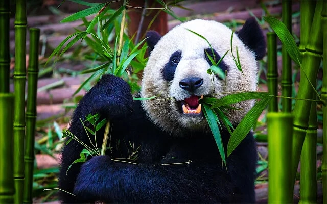 Wild Panda Chrome theme - Screenshot 3