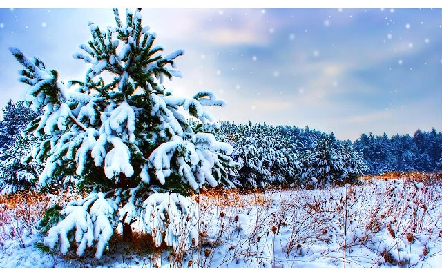 Winter Theme