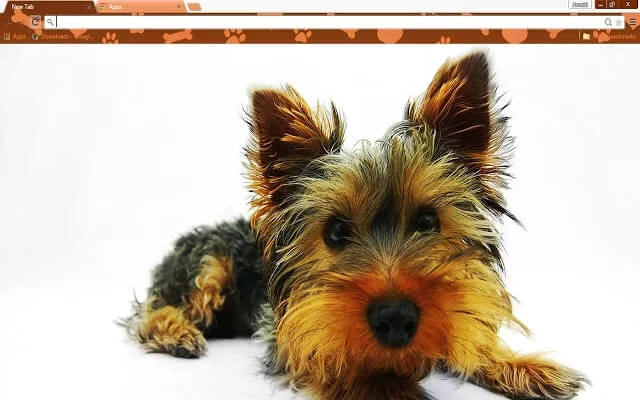 Yorkie Puppy Theme