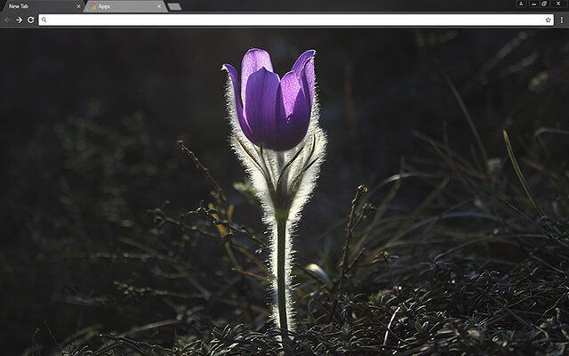 Pasque Flower Google Chrome Theme