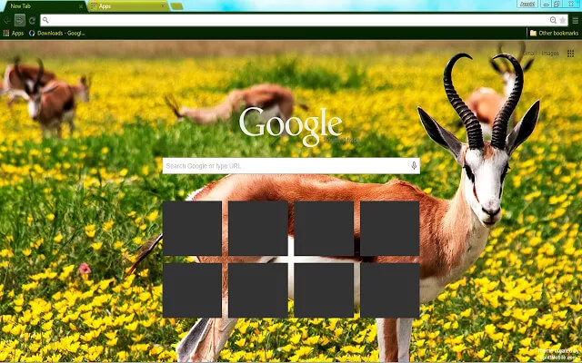 Springbok Google Chrome Theme