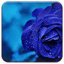 Blue Rose