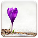 Alone Crocus