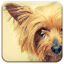 Silky Terrier