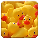 Yellow Ducks