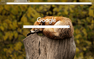 Brown Fox Google Chrome Theme