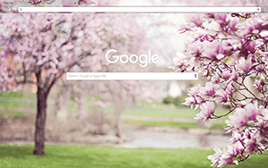 Magnolia Trees Google Chrome Theme