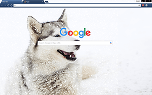 Siberian Husky Dog Google Chrome Theme