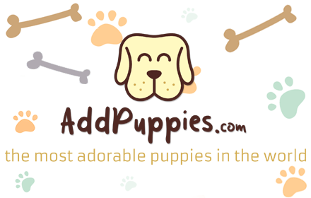 AddPuppies - The Most Adorable Pictures Of Puppies