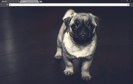 Pug Puppy Chrome Theme