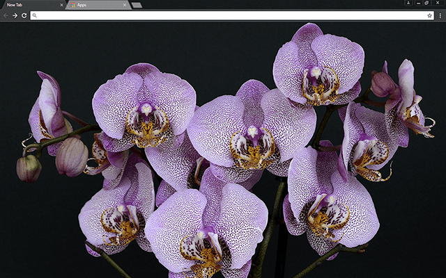 Orchids