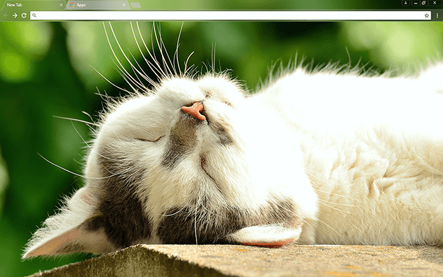 Sleeping Kitten