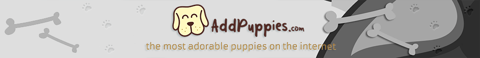 AddPuppies - The Most Adorable Puppies On The Internet